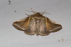 Habrosyne pyritoides