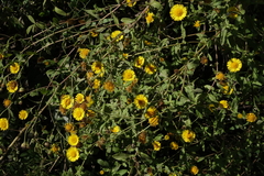 Pulicaria dysenterica