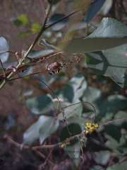 Piezodorus lituratus