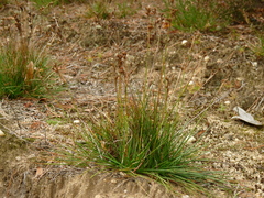 Juncus squarrosus