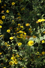 Pulicaria dysenterica