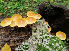 Kuehneromyces lignicola