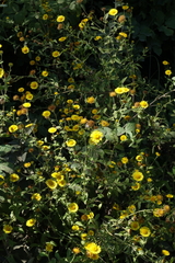 Pulicaria dysenterica