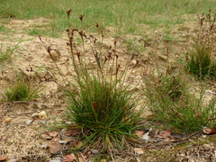 Juncus squarrosus