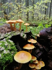 Kuehneromyces lignicola