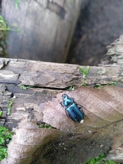 Platycerus caraboides