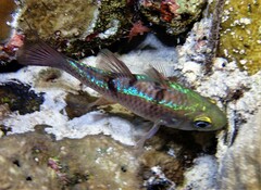 Pristicon trimaculatus