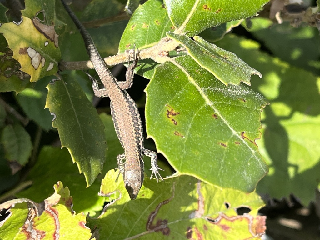 Common Wall Lizard from Zig Zag Walk, Bournemouth, England, GB on ...