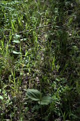 Neottia ovata