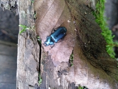 Platycerus caraboides