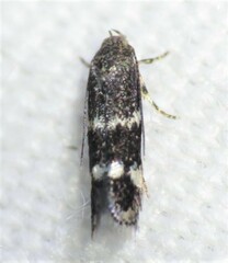 Elachista illectella