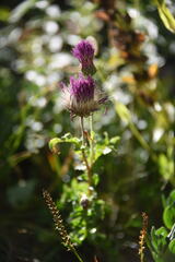 Cirsium tuberosum