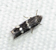 Elachista illectella
