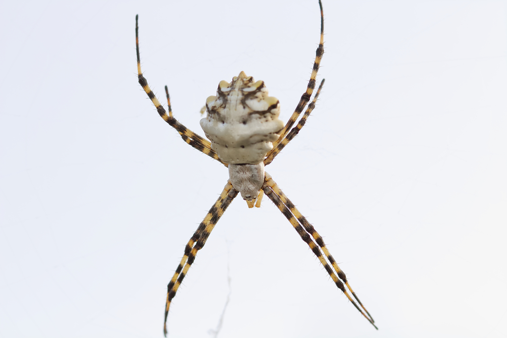 Black-lobed Garden Orb-web Spider
