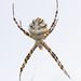 Lobed Argiope - Photo (c) David Sandler, some rights reserved (CC BY), uploaded by David Sandler