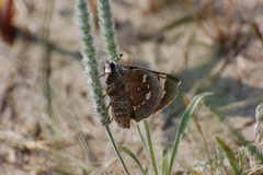 Megathymus streckeri