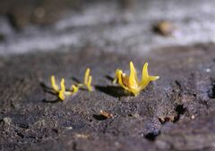 Calocera cornea
