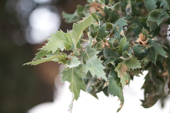 Quercus ithaburensis macrolepis
