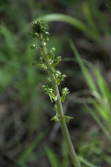 Neottia ovata