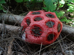 Clathrus crispus