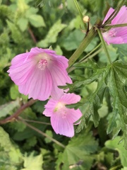Malva alcea