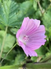 Malva alcea