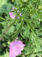 Malva alcea