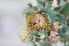 Quercus ithaburensis macrolepis