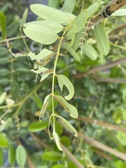 Uresiphita reversalis