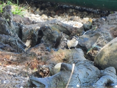 Campylorhynchus griseus