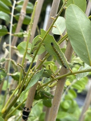 Uresiphita reversalis