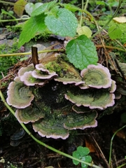 Trichaptum fuscoviolaceum