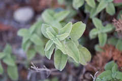 Salvia fruticosa