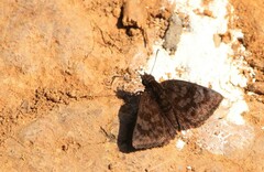 Viola violella