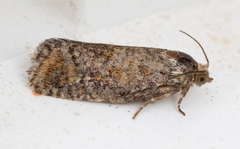 Pseudococcyx posticana