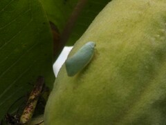 Flatormenis proxima