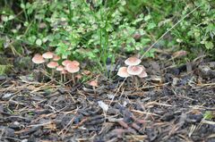 Mycena rosella