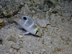 Monotaxis grandoculis