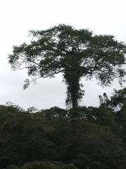 Ceiba pentandra
