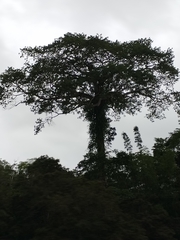 Ceiba pentandra