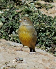 Sicalis uropygialis