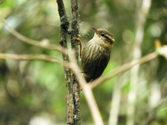 Sharp-Billed Treehunter photo 2
