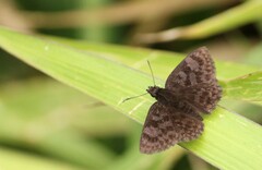 Viola violella