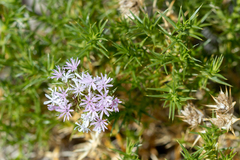 Drypis spinosa spinosa