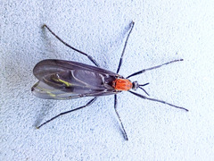 Plecia ruficollis