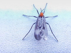 Plecia ruficollis