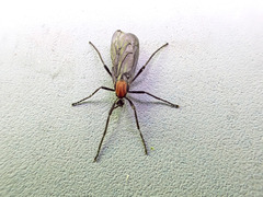 Plecia ruficollis