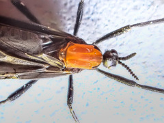 Plecia ruficollis