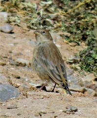 Sicalis uropygialis