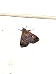 Bleptina caradrinalis